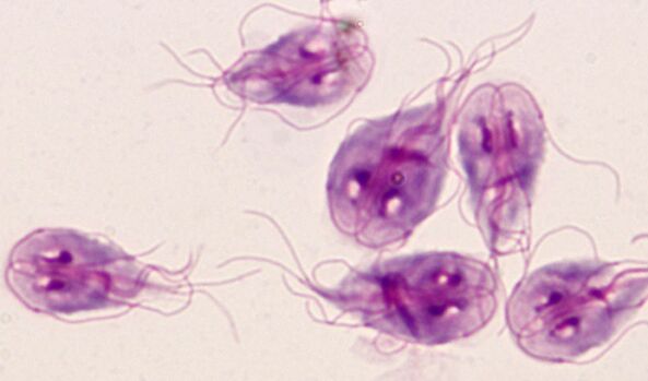parassiti protozoari Giardia nel corpo umano