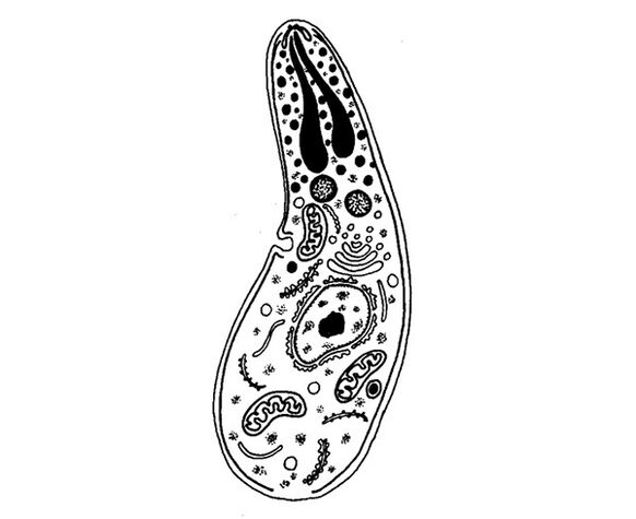parassiti protozoari sporozoi