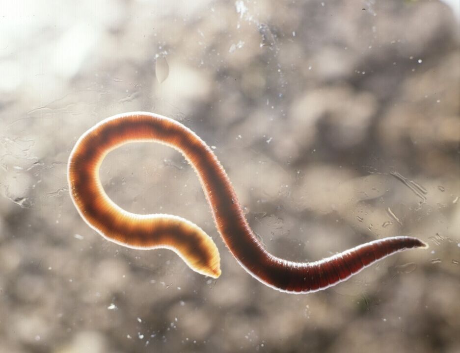 parassita dal corpo umano