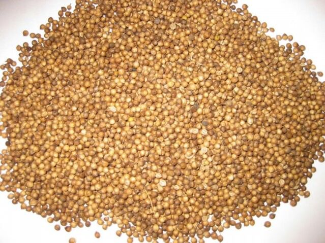I semi di coriandolo aiutano a rimuovere i parassiti dal corpo