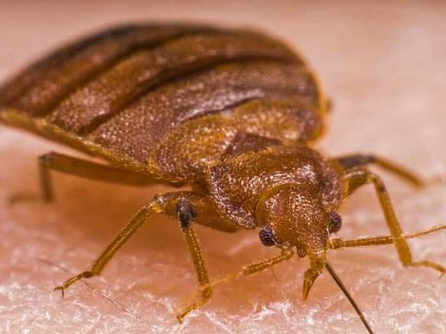 Un insetto al microscopio un ectoparassita succhiasangue